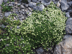 Galium megalospermum