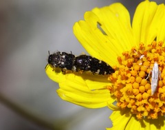 Acmaeodera vernalis
