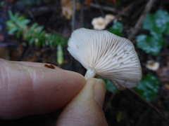 Clitocybe salmonilamella