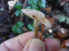 Clitocybe salmonilamella