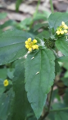 Calyptocarpus brasiliensis