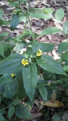 Calyptocarpus brasiliensis