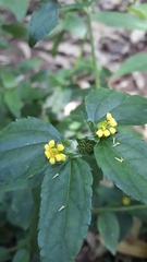 Calyptocarpus brasiliensis