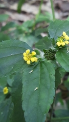 Calyptocarpus brasiliensis