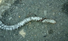 Amphisbaena fuliginosa