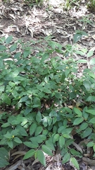 Calyptocarpus brasiliensis