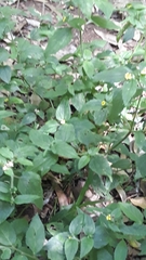 Calyptocarpus brasiliensis