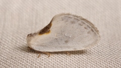 Cilix hispanica