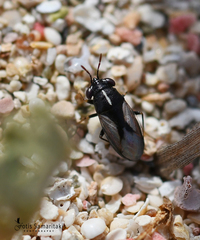 Geocoris lineolus