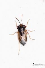 Geocoris megacephalus