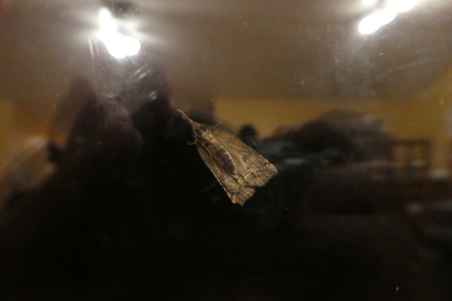 California Cloverworm Moth photo 5