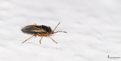 Geocoris megacephalus