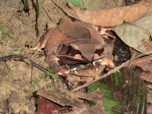 Pelobatrachus nasutus