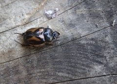 Oryctomorphus bimaculatus