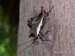 Trematocoris lobipes
