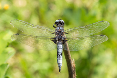 Libellula fulva