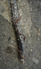 Amphisbaena fuliginosa