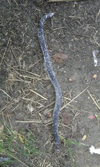 Amphisbaena fuliginosa