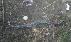 Amphisbaena fuliginosa