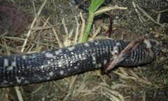 Amphisbaena fuliginosa