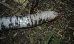 Amphisbaena fuliginosa