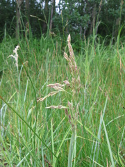 Poa eminens