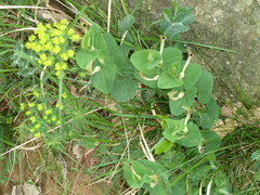 Aristolochia lutea