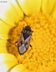 Trapezonotus ullrichi