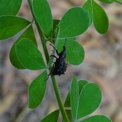 Megalometis spinifer