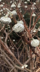 Edgeworthia