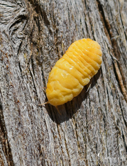 Marchalina hellenica