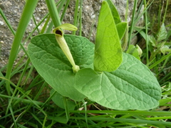 Aristolochia lutea