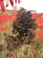 Eriophyes rhoinus