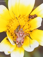 Closterotomus histrio