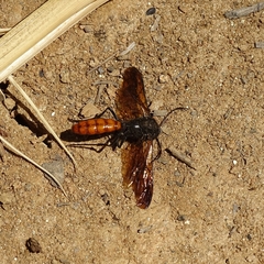 Elaphroptera scoliaeformis