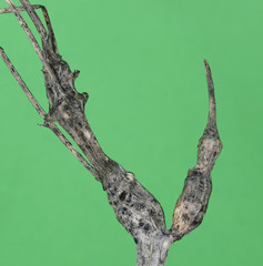 Aulacidea acroptilonica