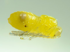 Aulacidea acroptilonica