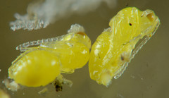 Aulacidea acroptilonica