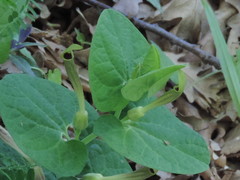 Aristolochia lutea