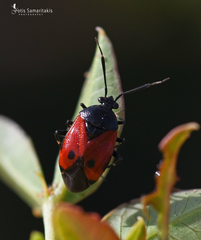 Deraeocoris rutilus