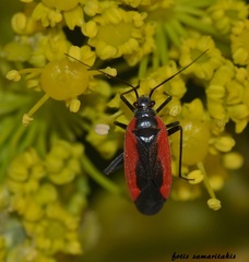 Dionconotus neglectus major