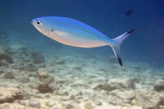 Caesio varilineata