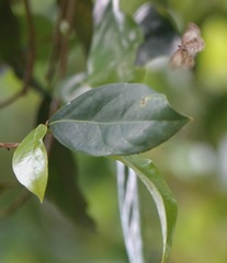 Logania marmorata damis