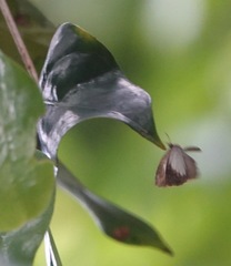 Logania marmorata damis