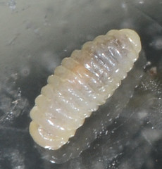 Aulacidea acroptilonica