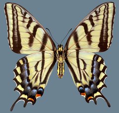 Papilio multicaudata pusillus