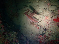 Ctenolabrus rupestris