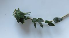 Phylica buxifolia