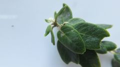 Phylica buxifolia