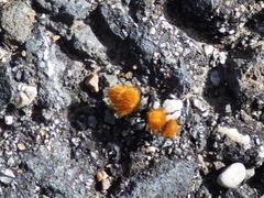 Dasymutilla coccineohirta